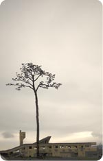 TreeOfHope235.jpg